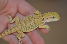 DSC_0466.jpg