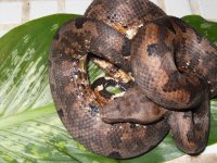 Snake 043.jpg