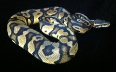 994 pastel het pied bp.jpg
