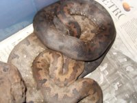 Snake 061.jpg