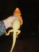 tikko1.jpg