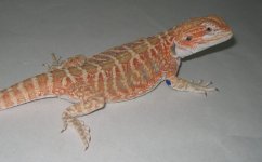 leatherback female 66% het trans.jpg