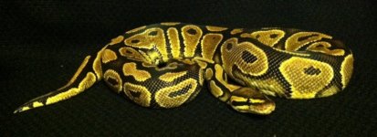 yellow belly male.jpg