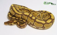 caramel 1.jpg