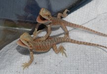 DSCN1228.jpg