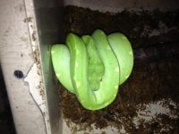 male chondro for sale 2.jpg