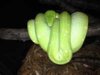 female chondro for sale.jpg
