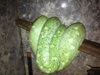 mother of for sale chondros.jpg