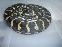 snakes  (4).jpg