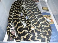 snakes  (5).jpg