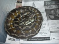 snakes  (1).jpg