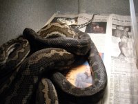 snakes  (2).jpg