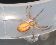 spider.jpg