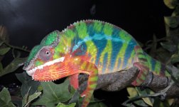 IMAG0241.jpg