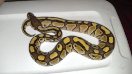 male lesser.jpg