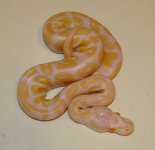 1.0-pastel-albino.jpg