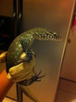 nile monitor.jpg