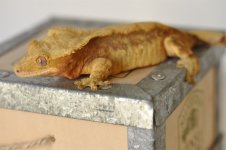 74247_208154_VeryLarge_JlWUKFgiEjKa.jpg
