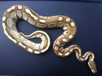 lesser male3.jpg