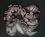 bp to sell oct 2012 021.jpg