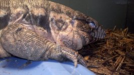 red tegu.jpg