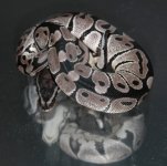 bp to sell oct 2012 022.jpg