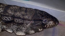 bw tegu.jpg