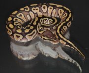 bp to sell oct 2012 003.jpg