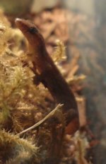 Mourning Gecko (2).jpg