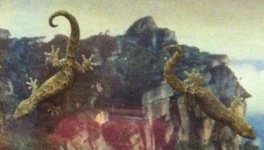 Mourning Gecko (3).jpg