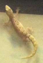 Mourning Gecko (4).JPG