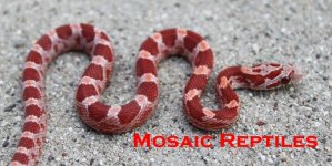 12-124HypoBloodHETanery.JPG