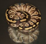bp to sell oct 2012 008.jpg