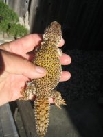 smaller morrocon 1.JPG