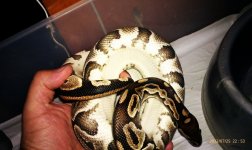 ball mystic black pastel belly.jpg