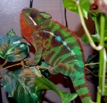 Triton 2012-05-24.JPG