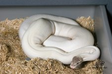 Mojo Pied x Super Mojo PH Pied 9_1_12.jpg