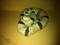 Franklin Mountains male.jpg