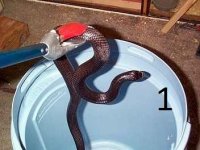 tongs1.jpg