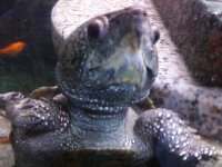 reptile pics 019.jpg