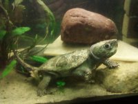 reptile pics 035.jpg