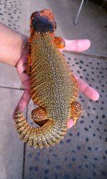 Orange morrocon 2.jpg