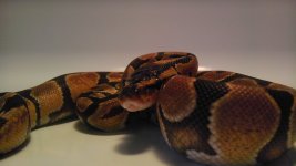 enchi1.jpg