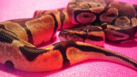 enchi2.jpg