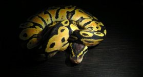pastel het snake keeper.jpg