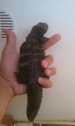 Male Banded 1.jpg