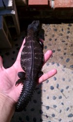 dark banded male.jpg