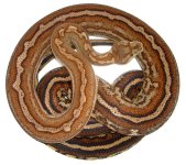 2002 Female (Dame) Stripe -- Casey LAZIK bloodline.jpg