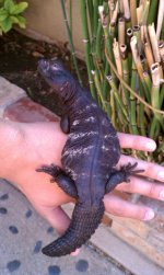 dark banded male 4.jpg