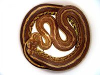 2006 Male (Sire) Stripe -- Casey LAZIK bloodline.jpg